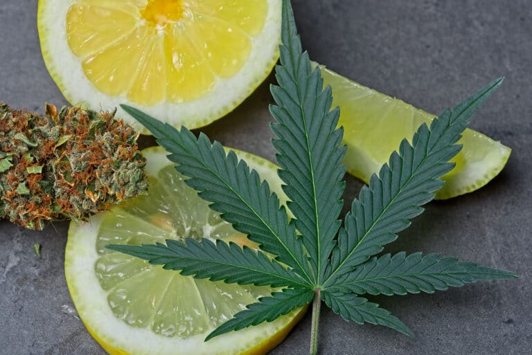Cannabis,Bud,And,Leaf,With,Sliced,Lemon,Depicting,Limonene,Terpene