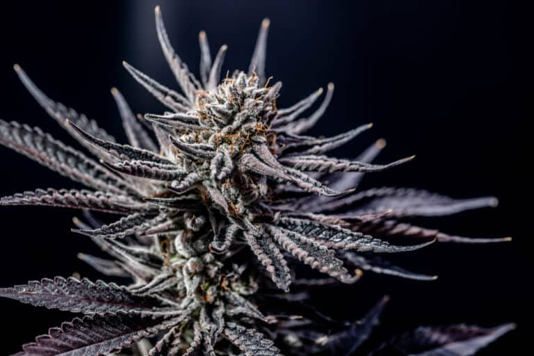 California,Legal,Cannabis,Leaves,Macro,Marijuana,Close,Up,Live,Dispensary
