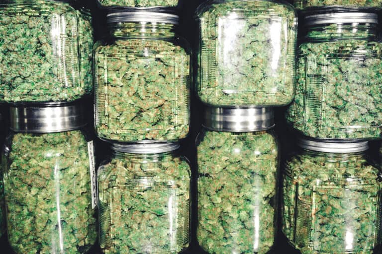 curing-cannabis-shutterstock_1120527056