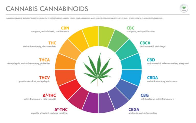 Cannabis Terpenes horizontal business infographic