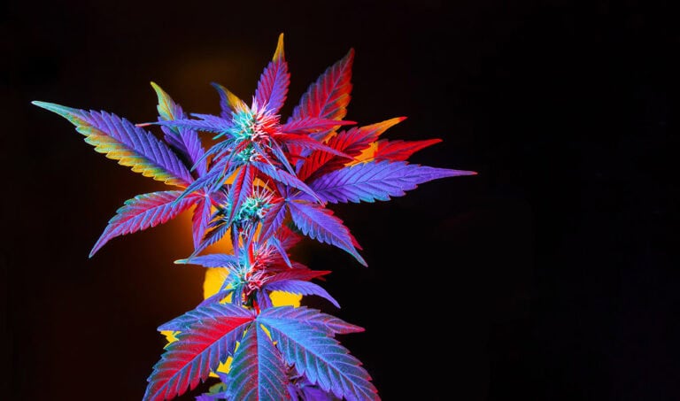Cannabis,With,Multicolored,Vibrant,Leaves