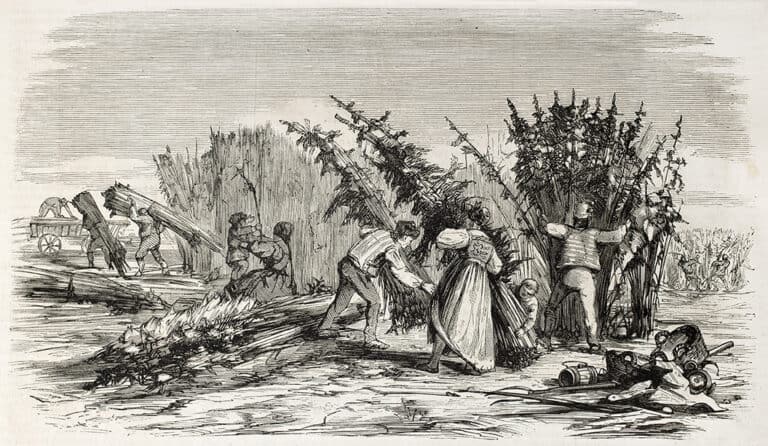 Hemp,Harvesting,On,Rhine,Bank