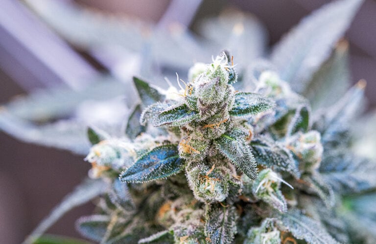 Sour Dubb